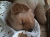 pup-sleeping-in-food