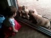 puppy-at-door