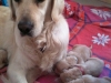 rosie-and-pups-copy