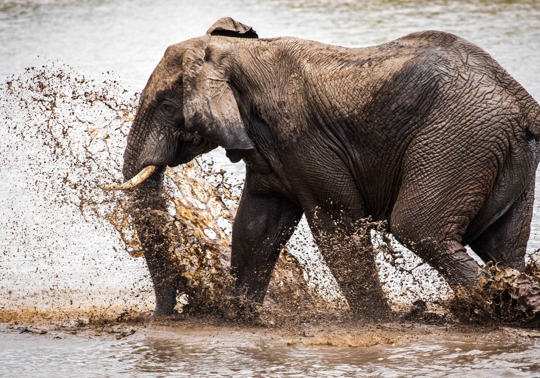 A shallow focus shot of an elephant splashing water on a lake